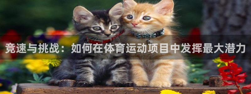 3377体育黑款吗：竞速与挑战：如何