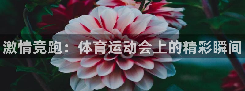 3377体育犯法吗：激情竞跑：体育运
